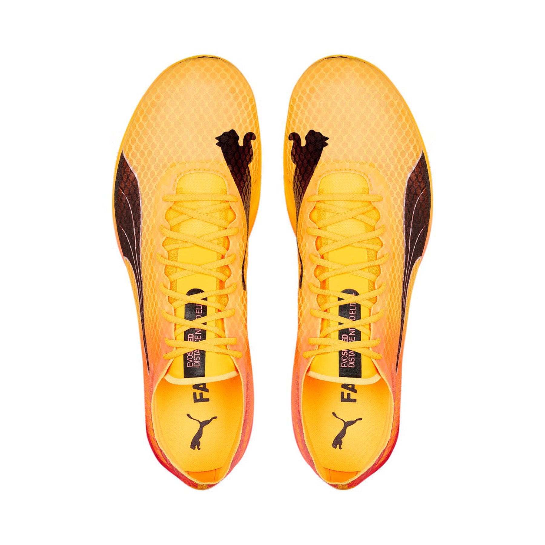 Evospeed Distance Nitro Elite+ 2